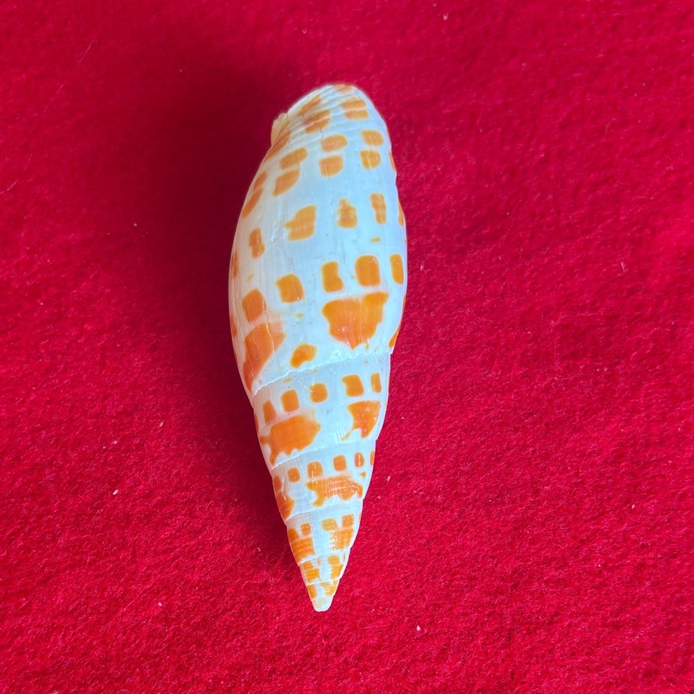 Episcopal Miter Seashell Decor